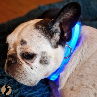 collier lumineux pour chien / recharge USB – Zirka & Co