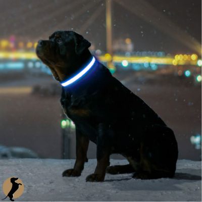 CollarNight™ | Collier lumineux - l'équilibre du chien