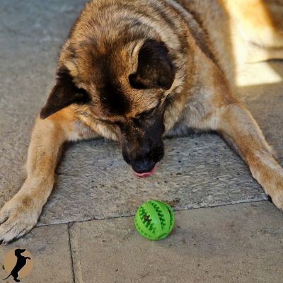 SweetBall™ | Balle à mâcher pour friandises - l'équilibre du chien